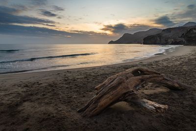 Driftwood on beach against sky during sunset