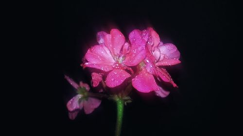 Close-up of pink flower blooming against black background