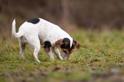 Dog in a field