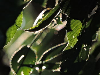 Close-up of wet leaves on tree