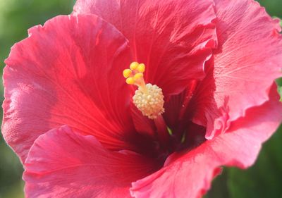 Close-up of pink hibiscus blooming in park