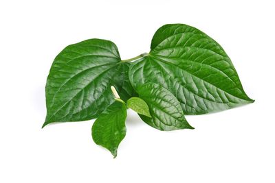 Close-up of fresh green leaves against white background