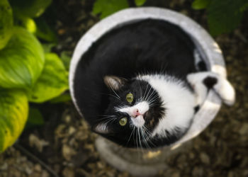 High angle portrait of cat outdoors