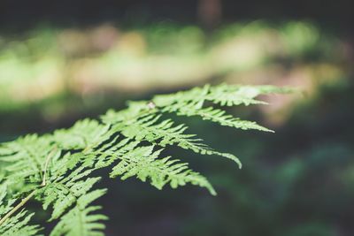 Close-up of fern leaves on tree