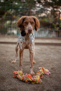 Portrait of dog