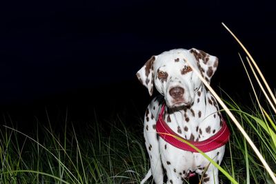 Dalmatian dog looking at camera