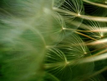 Close-up of dandelion