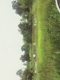 Scenic view of grassy field against sky