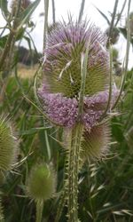 Close-up of flowers