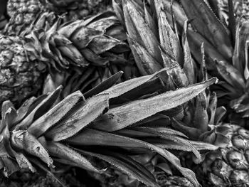 Full frame shot of fresh green leaves