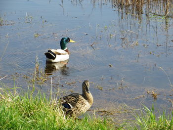 Ducks in a lake