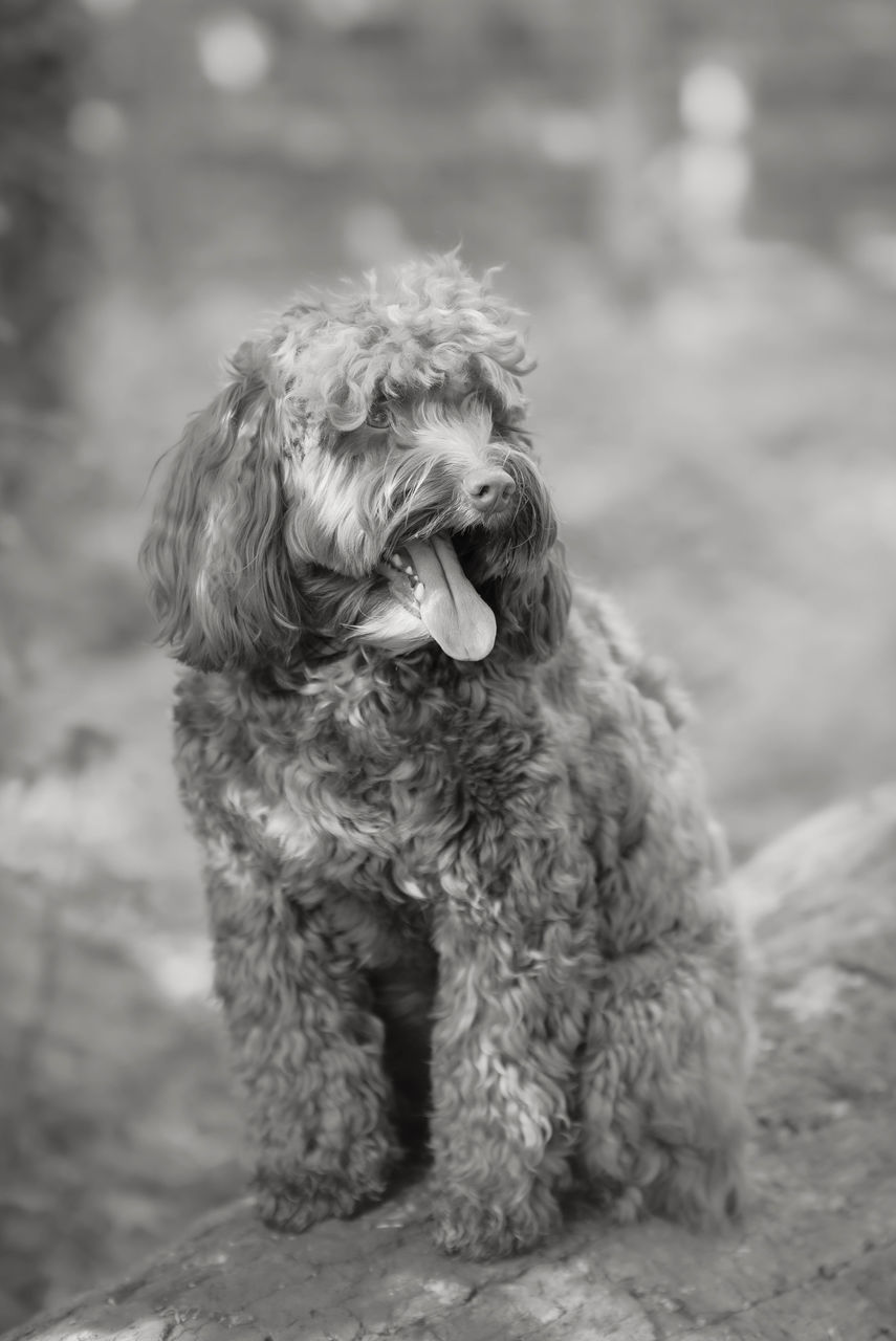 CLOSE-UP OF DOG LOOKING AWAY OUTDOORS