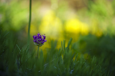 Close-up of purple flowering plant on field