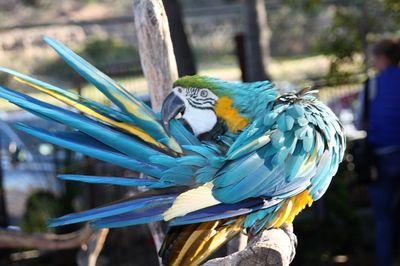 Close-up of blue parrot perching on tree