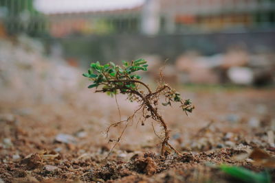 Close-up of plant