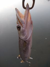 Close-up of fish in sea
