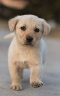 Close-up portrait of puppy