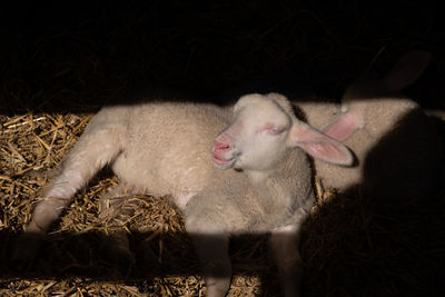 View of a sheep