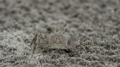 Close-up of lizard