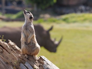 Monkey sitting on wood