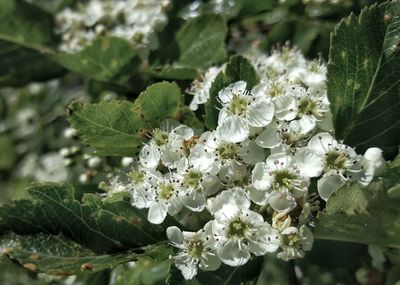 Close-up of white flowering plant