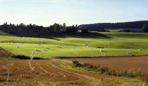 Scenic view of agricultural field against sky