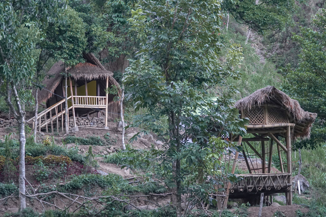 HOUSE AMIDST TREES IN FOREST