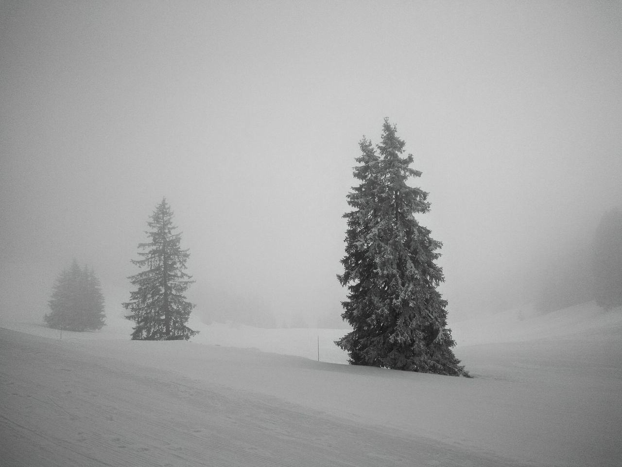 PINE TREES ON SNOW FIELD AGAINST SKY