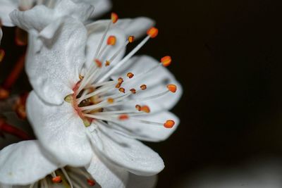 Close-up of white flower over black background