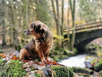 Dog sitting on rock