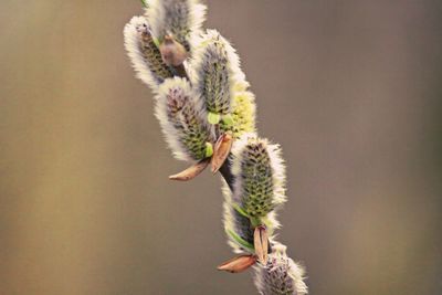 Close-up of plant against blurred background