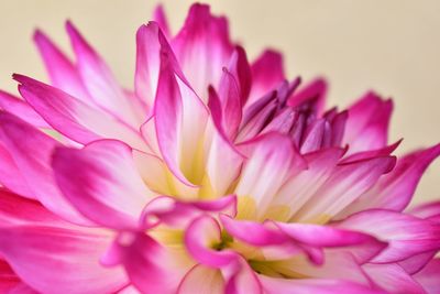 Close-up of pink flower