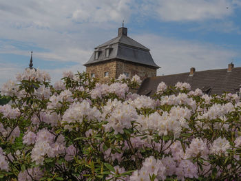 Low angle view of flowering plant against building