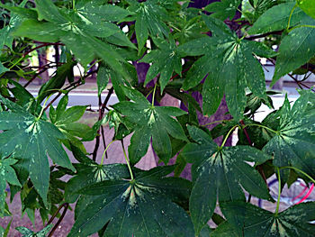 Full frame shot of wet plant