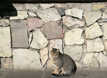 Cat sitting on stone wall