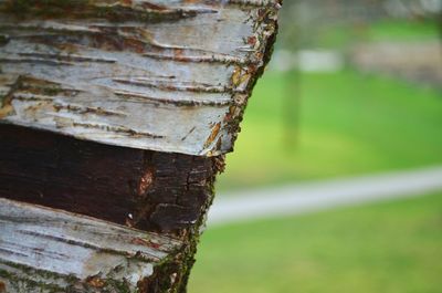 Close-up of lizard on tree stump