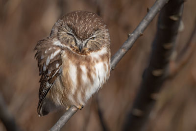 Close-up of owl perching on branch