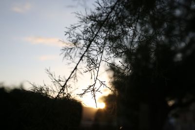 Silhouette trees against sky during sunset