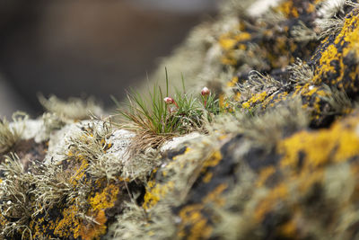 Close-up of snow on rock