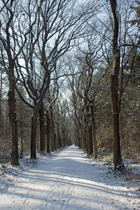 Snow covered road passing through trees