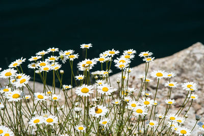 Close-up of yellow daisy flowers on field