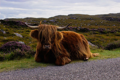 Herd of red brown scottish highlanders in a natural autumn landscape.