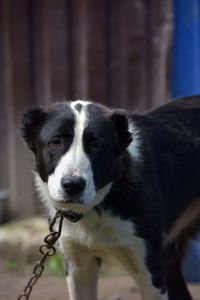 Close-up portrait of a dog