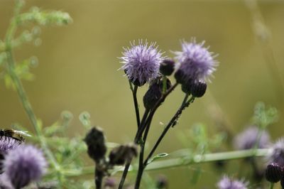 Close-up of purple flower