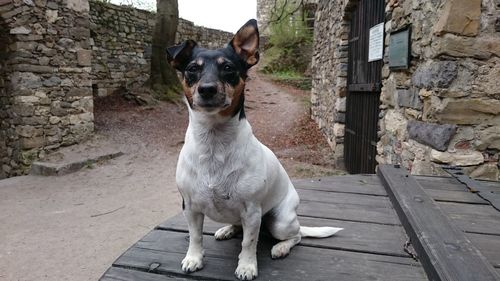 Dog on street