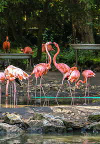 Flock of birds on rock by lake