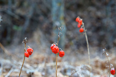 Red berries growing on plant