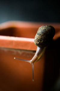 Close-up of snail