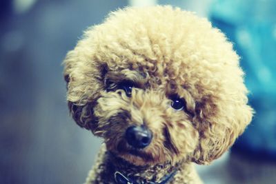 Close-up portrait of a dog