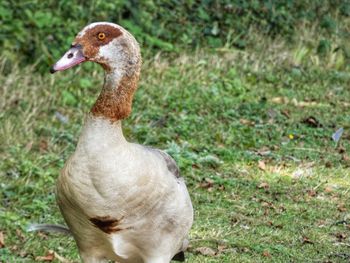 Close-up of duck on field